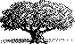 Picture of the ald big tree