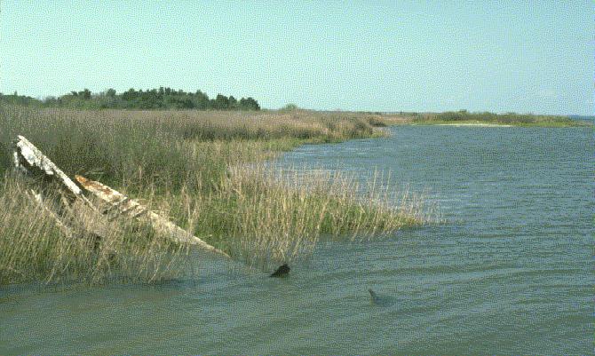 estuary.jpg