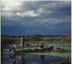 nutrient pollution